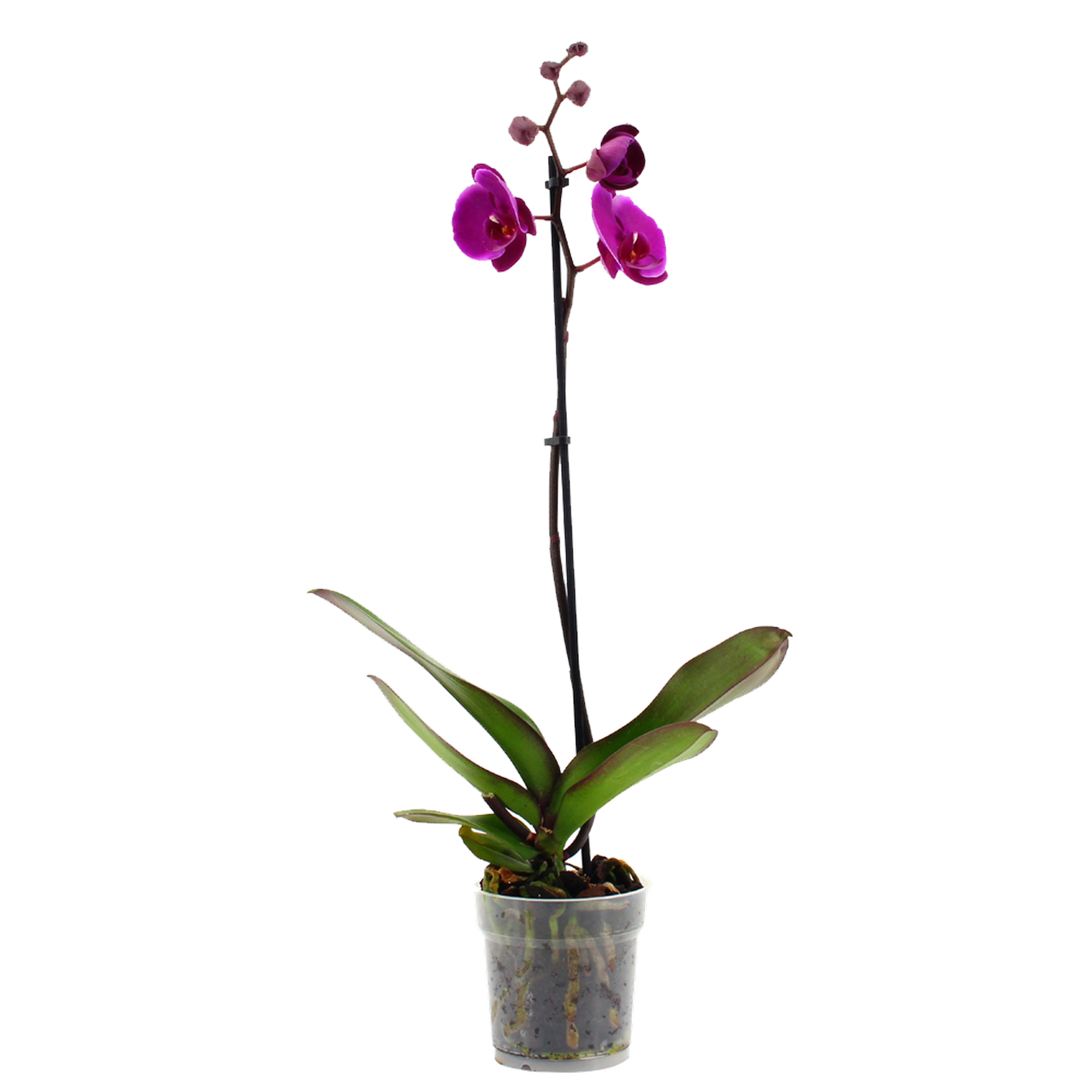Schmetterlingsorchidee 1 Rispe pink 12 cm Topf + product picture