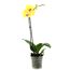 Gelbe Orchidee in durchsichtigem Topf