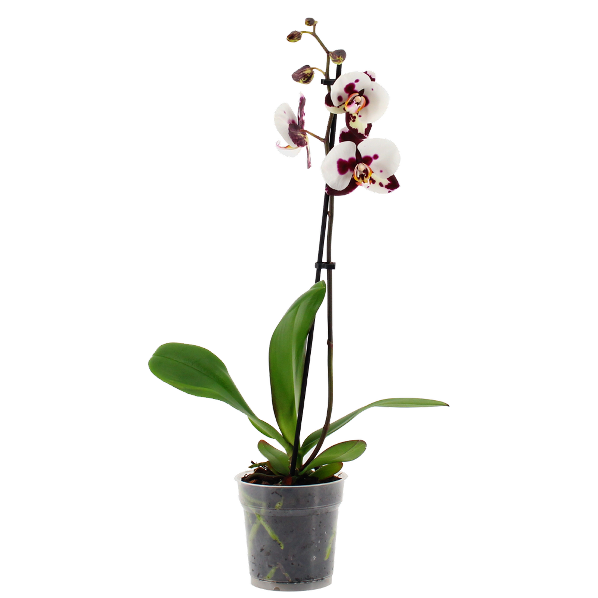 Schmetterlingsorchidee 1 Rispe weiß mit Kuhflecken  12 cm Topf + product picture