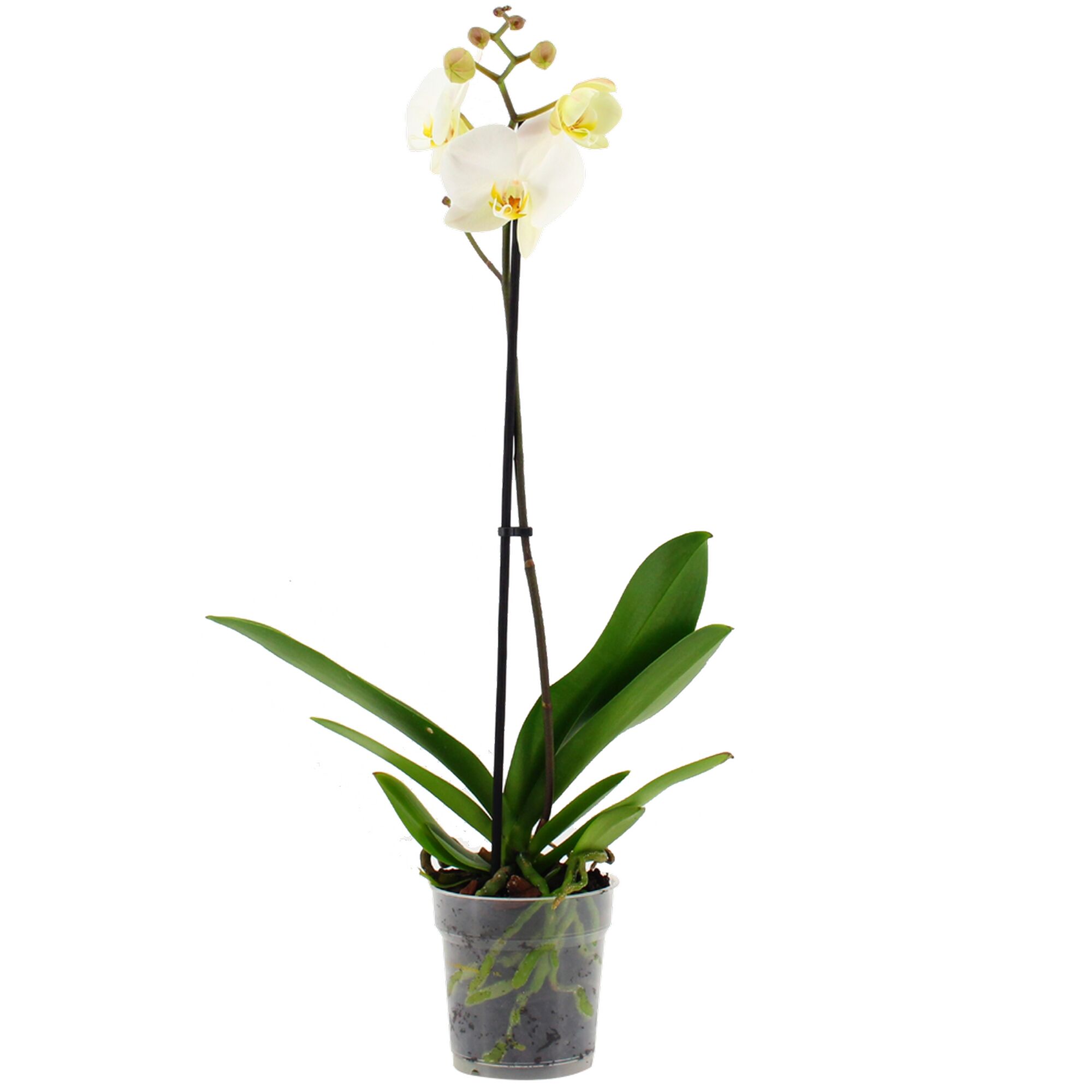 Weiße Orchidee im durchsichtigen Plastiktopf