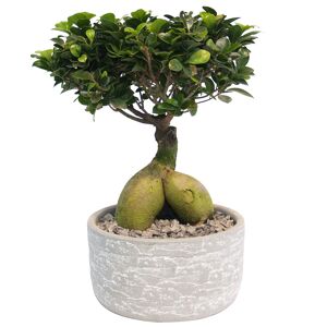 Zimmerbonsai Ficus 'Ginseng' in Keramiktopf Porto grau 20 cm