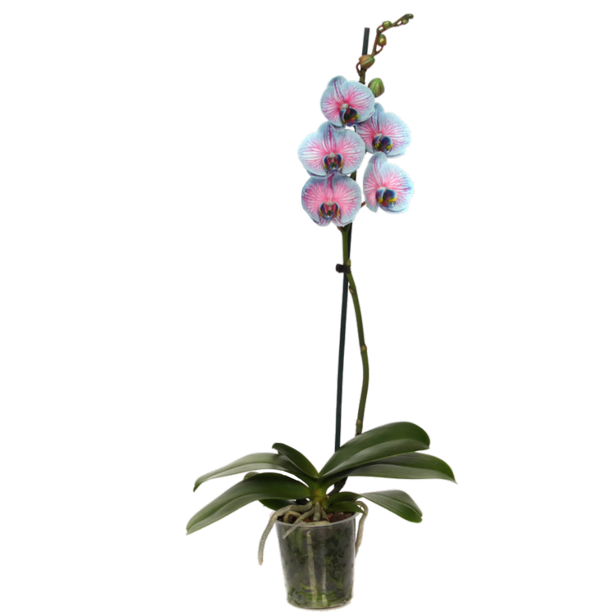 Schmetterlingsorchidee 'Royal Bubblegum' 1 Rispe, 9 cm Topf