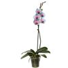 Schmetterlingsorchidee 'Royal Bubblegum' 1 Rispe, 9 cm Topf