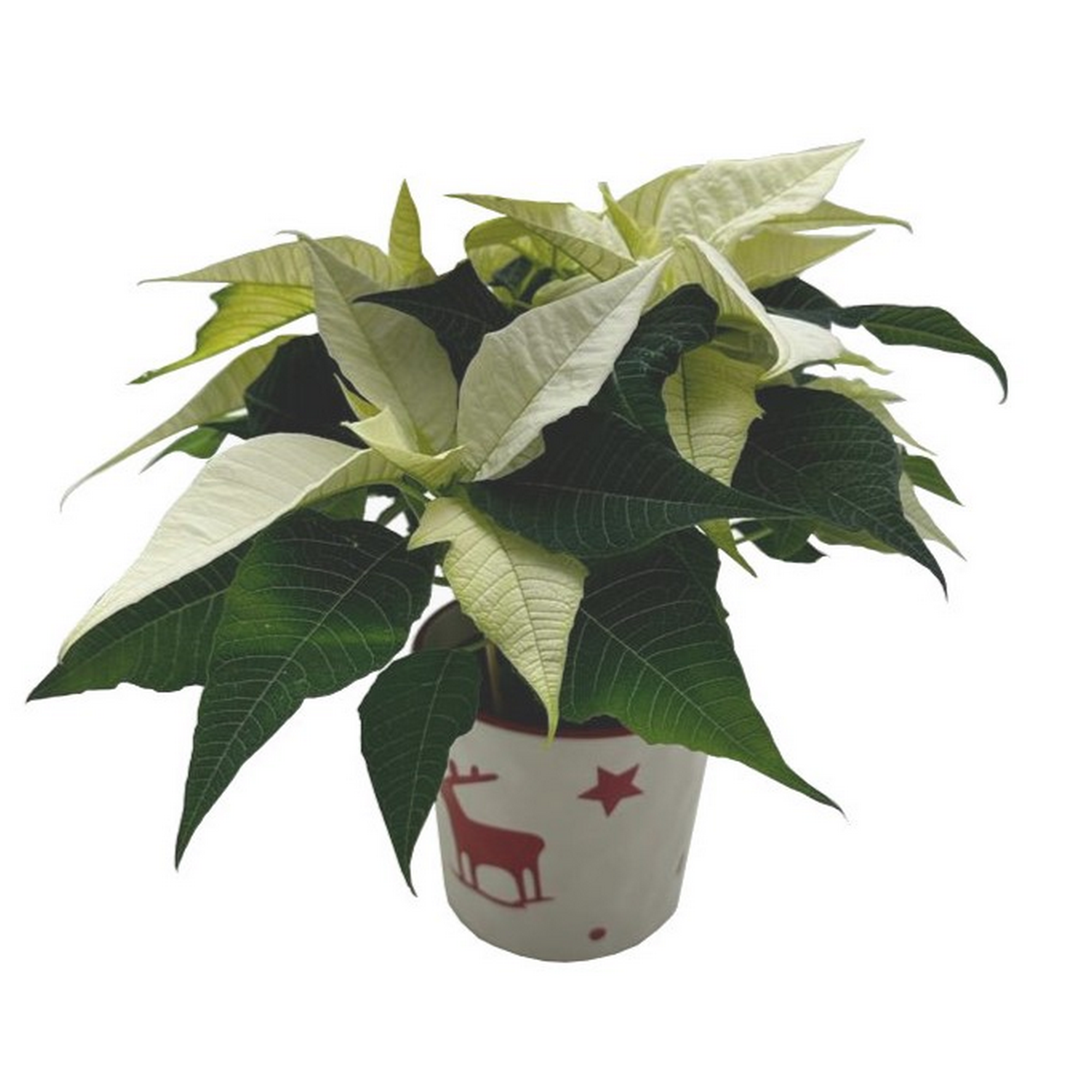 Weihnachtsstern im Keramiktopf 10,5 cm Topf