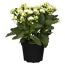 Weiße Kalanchoe-Blüten in einem Topf
