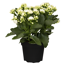 Kalanchoe weiß 10,5 cm Topf, gefüllt blühend