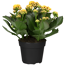 Kalanchoe gelb 10,5 cm Topf, gefüllt blühend