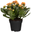 Kalanchoe orange 10,5 cm Topf, gefüllt blühend