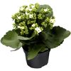 Kalanchoe weiß 10,5 cm Topf, einfach blühend