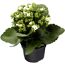 Kalanchoe weiß 10,5 cm Topf, einfach blühend
