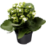 Kalanchoe weiß 10,5 cm Topf, einfach blühend