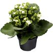 hauptbild