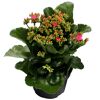 Kalanchoe-Pflanze mit rosa Blüten und grünen Blättern in einem Topf