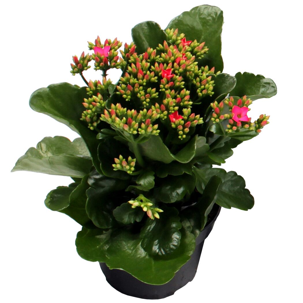 Kalanchoe-Pflanze mit rosa Blüten und grünen Blättern in einem Topf