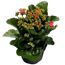 Kalanchoe-Pflanze mit rosa Blüten und grünen Blättern in einem Topf