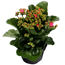Kalanchoe rosa 10,5 cm Topf, einfach blühend