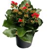 Topfpflanze mit roten Blüten und grünen Blättern