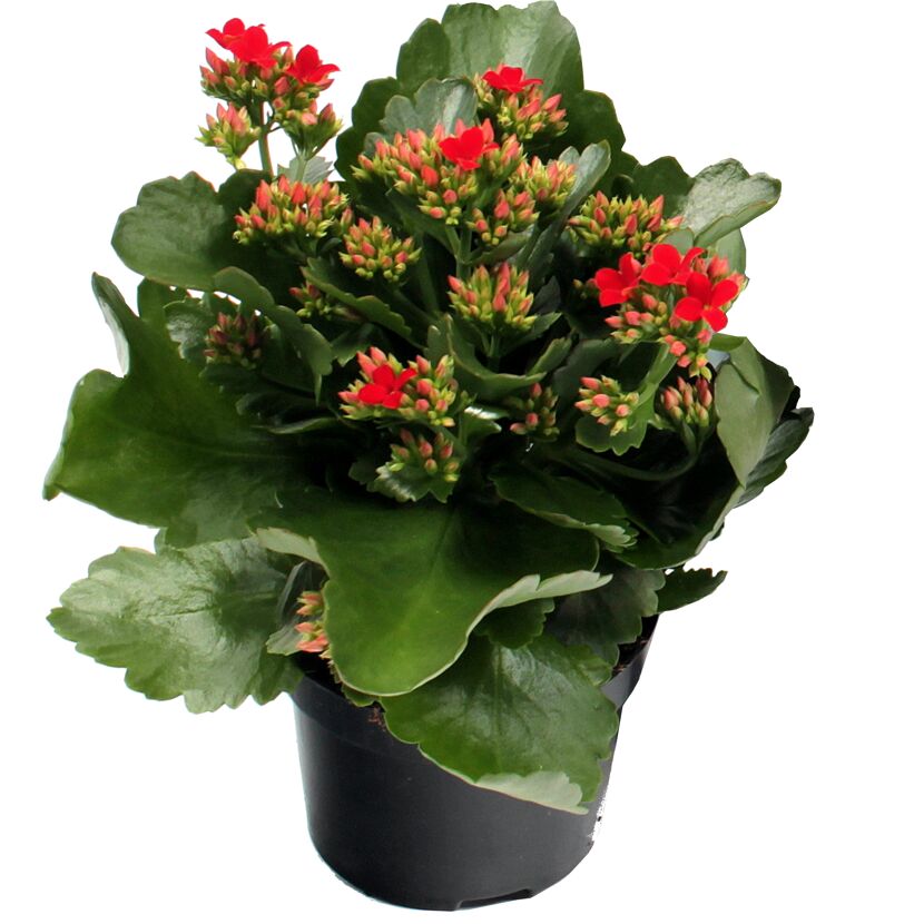 Topfpflanze mit roten Blüten und grünen Blättern
