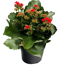 Kalanchoe rot 10,5 cm Topf, einfach blühend