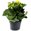 Kalanchoe gelb 10,5 cm Topf, einfach blühend