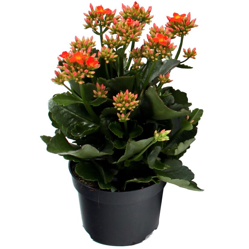 Topfpflanze mit orangen Blüten