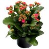 Topfpflanze mit rosa Blüten und grünen Blättern