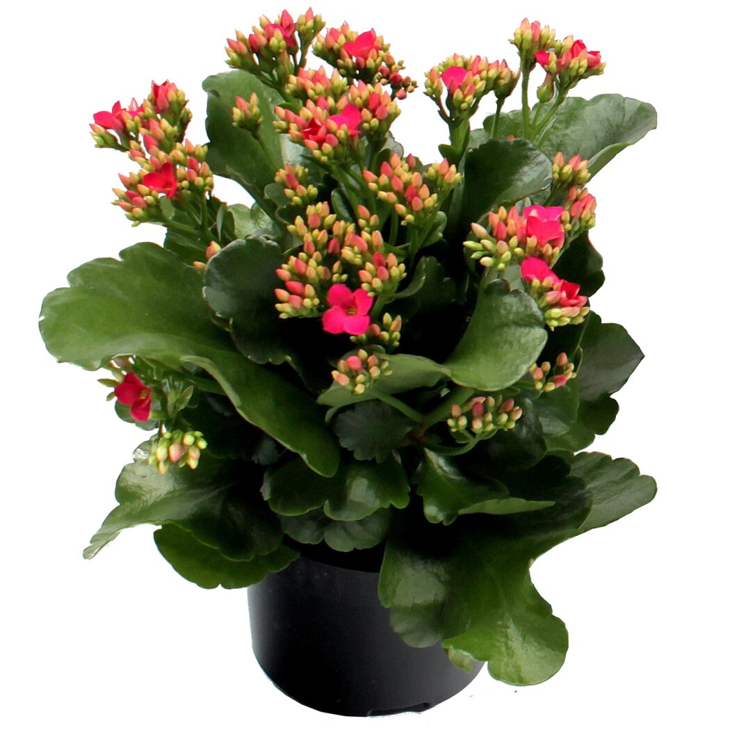 Topfpflanze mit rosa Blüten und grünen Blättern