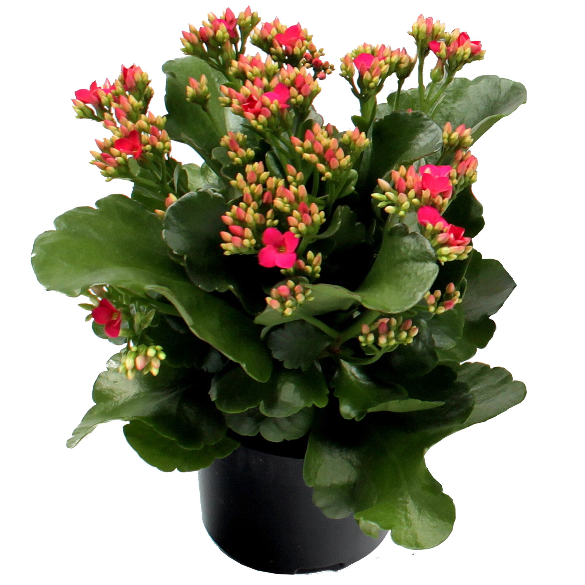 Topfpflanze mit rosa Blüten und grünen Blättern