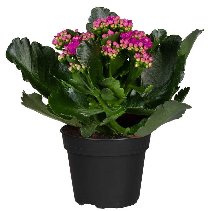 Topfpflanze mit rosa Blüten und grünen Blättern