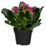 Kalanchoe lila 10,5 cm Topf, gefüllt blühend