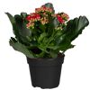 Topfpflanze mit roten Blüten und grünen Blättern
