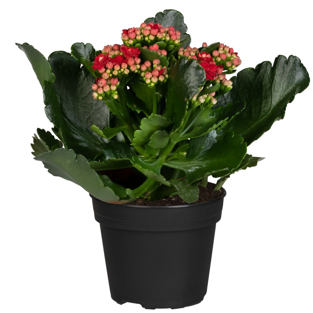 Topfpflanze mit roten Blüten und grünen Blättern