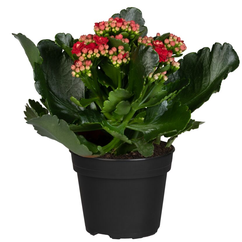 Topfpflanze mit roten Blüten und grünen Blättern
