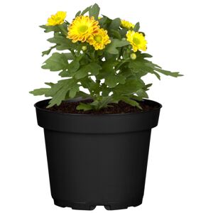 Chrysantheme verschiedene Sorten, 6 cm Topf
