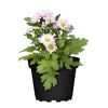 Chrysantheme verschiedene Sorten, 6 cm Topf