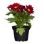Chrysantheme verschiedene Sorten, 6 cm Topf