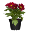 Chrysantheme verschiedene Sorten, 6 cm Topf