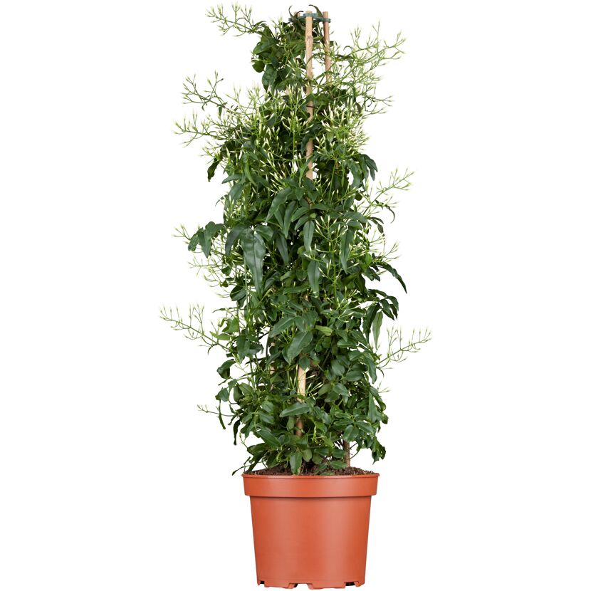 Zimmerjasmin Pyramide 17 cm Topf