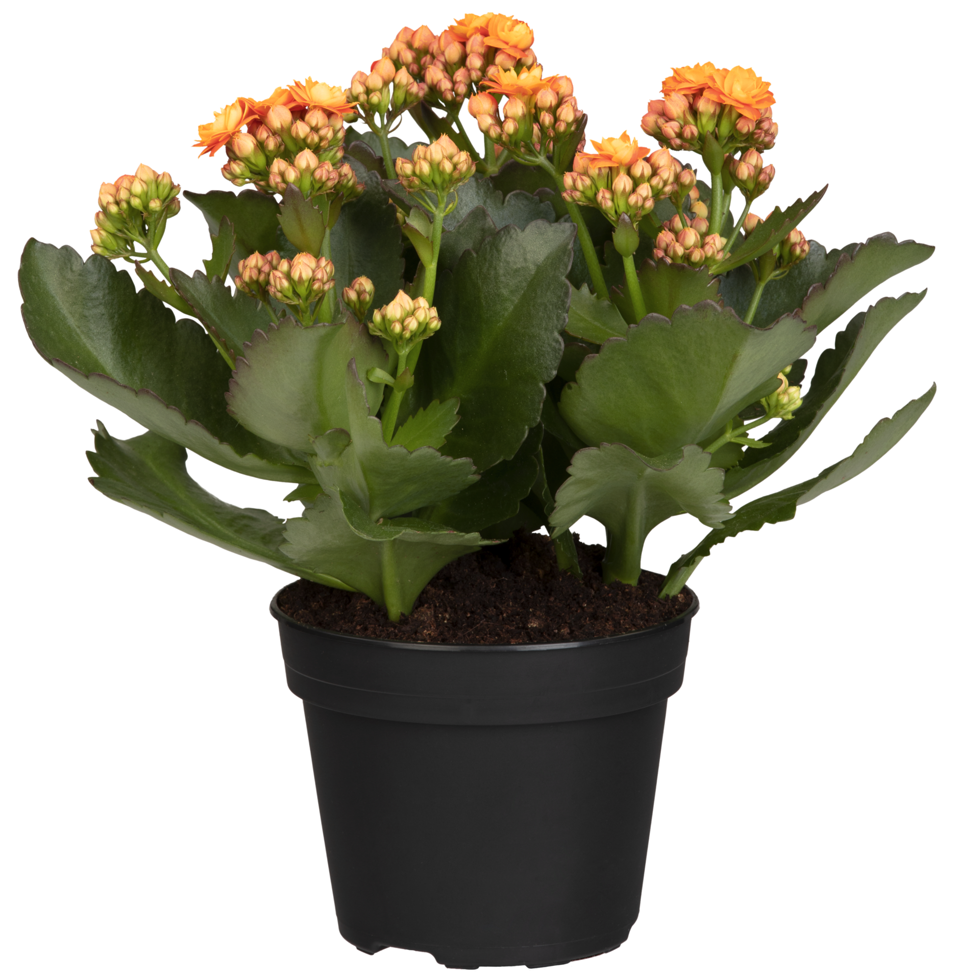 Kalanchoe orange, gefüllte und einfach blühend 10,5 cm Topf