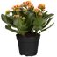 Kalanchoe orange, gefüllte und einfach blühend 10,5 cm Topf