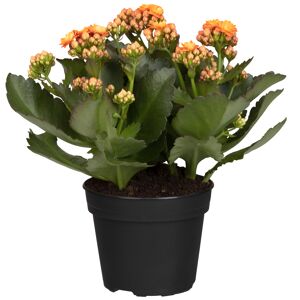 Kalanchoe orange, gefüllte und einfach blühend 10,5 cm Topf