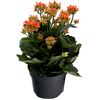 Kalanchoe orange, gefüllte und einfach blühend 10,5 cm Topf