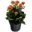 Kalanchoe orange, gefüllte und einfach blühend 10,5 cm Topf