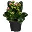Kalanchoe rosa, gefüllte und einfach blühend 10,5 cm Topf