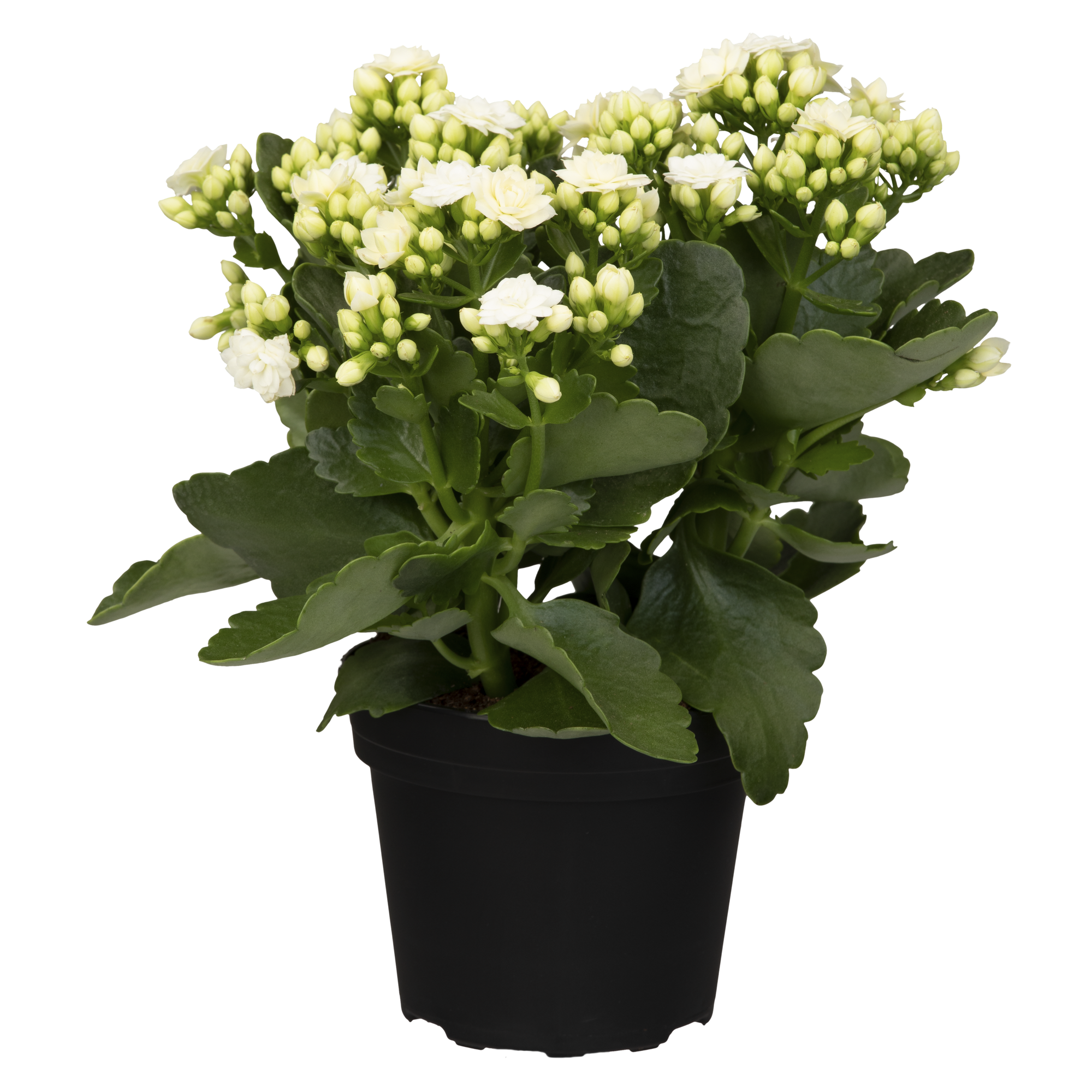 Kalanchoe weiß, gefüllte und einfach blühend 10,5 cm Topf
