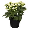 Kalanchoe weiß, gefüllte und einfach blühend 10,5 cm Topf