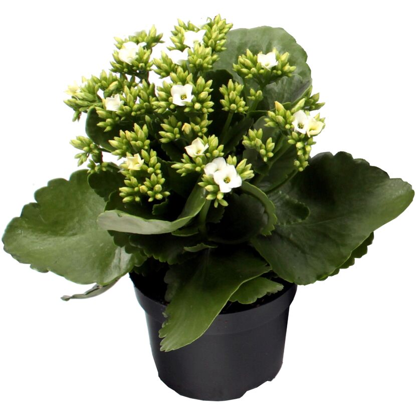 Kalanchoe weiß, gefüllte und einfach blühend 10,5 cm Topf