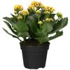 Kalanchoe gelb, gefüllte und einfach blühend 10,5 cm Topf