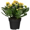 hauptbild