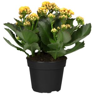 Kalanchoe gelb, gefüllte und einfach blühend 10,5 cm Topf